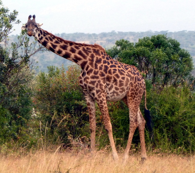 P1020280-giraffe.jpg