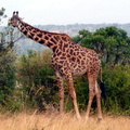 P1020280-giraffe