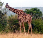 P1020280-giraffe