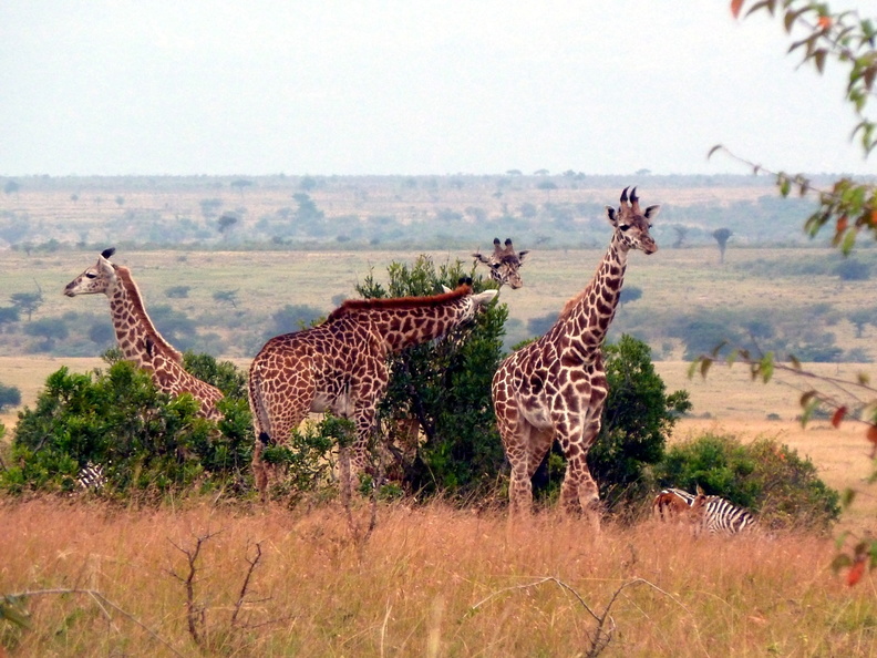 P1020288-fourgiraffes.jpg