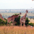 P1020288-fourgiraffes