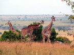 P1020288-fourgiraffes