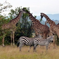 P1020297-giraffesandzebras