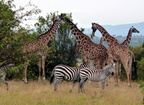 P1020297-giraffesandzebras