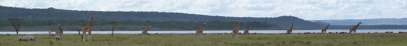P1020561-giraffes.jpg