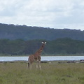 P1020561-giraffes