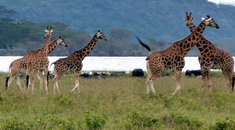 P1020566-giraffes.jpg