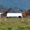 P1020566-giraffes