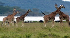 P1020566-giraffes