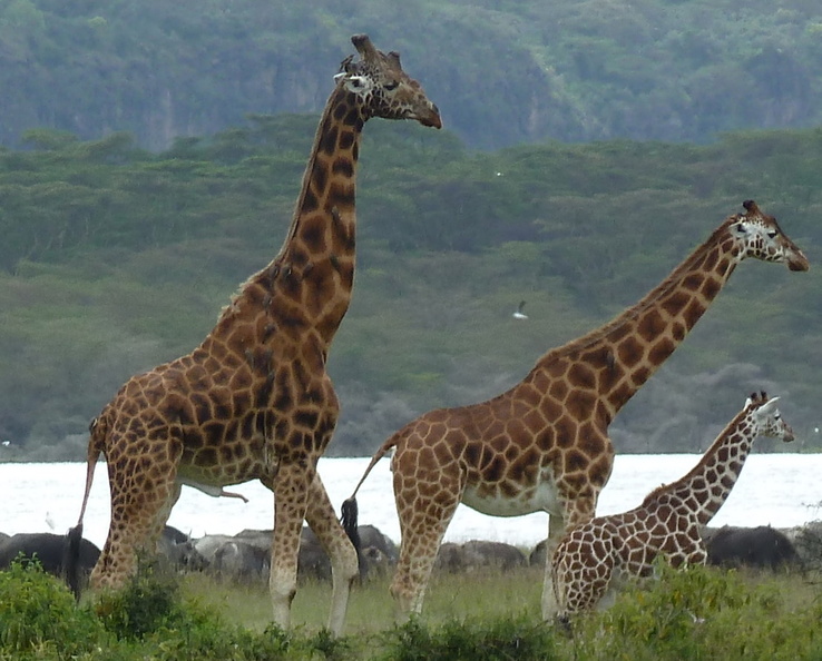 P1020568-giraffefamily.jpg