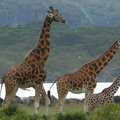 P1020568-giraffefamily