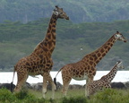 P1020568-giraffefamily