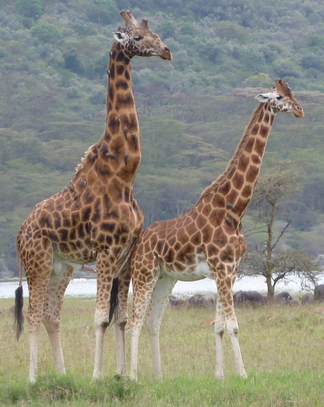 P1020573-giraffecouple.jpg