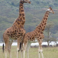 P1020573-giraffecouple