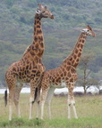 giraffes