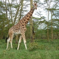P1020579-giraffe