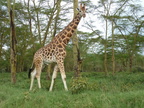 P1020579-giraffe