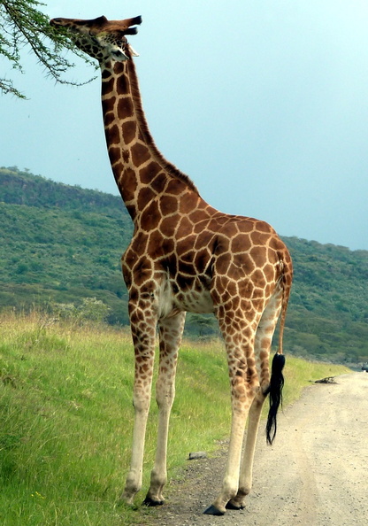 P1020592-giraffeeating.jpg