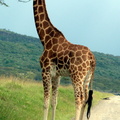 P1020592-giraffeeating