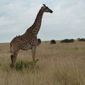 P1020867-giraffe