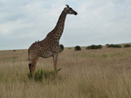 P1020867-giraffe