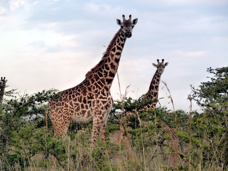 P1020885-giraffeslisteningtomusic.jpg