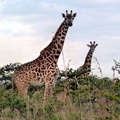 P1020885-giraffeslisteningtomusic