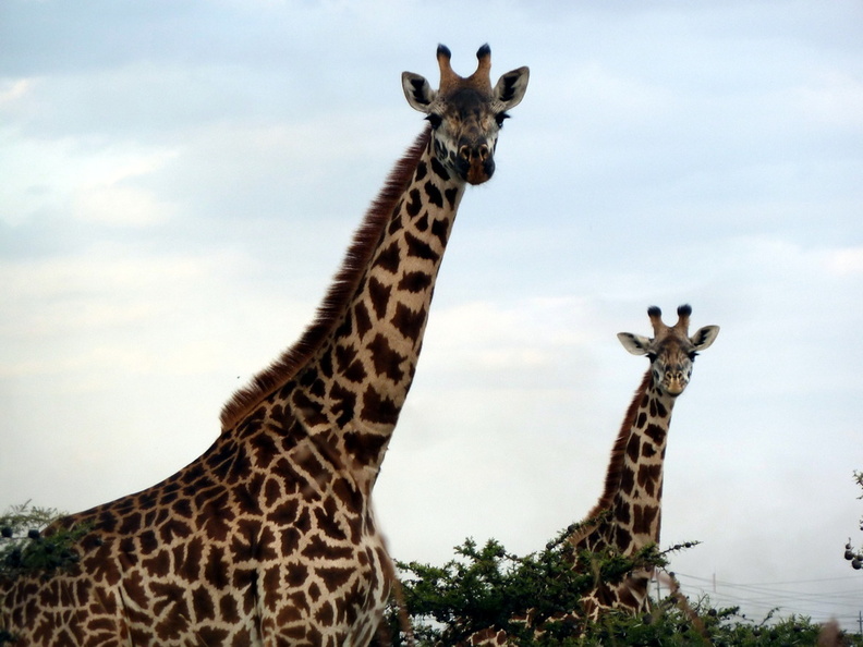 P1020887-giraffeslisteningtomusic.jpg