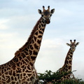 P1020887-giraffeslisteningtomusic