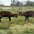 P1020186-waterbucks