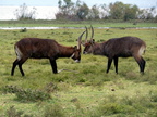 P1020186-waterbucks