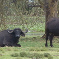 P1020187-buffalos
