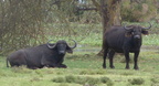 P1020187-buffalos