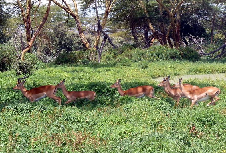 P1020193-impalas-onemale.jpg