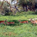 P1020193-impalas-onemale