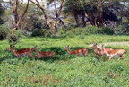 P1020193-impalas-onemale