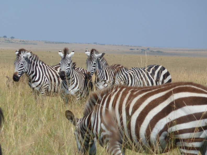 P1020237-zebras.jpg