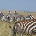 P1020237-zebras