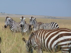 P1020237-zebras