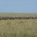 P1020241-wildbeastmigration.jpg