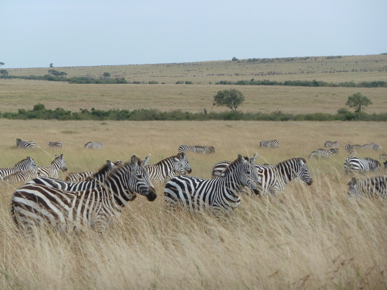 P1020456-zebras.jpg