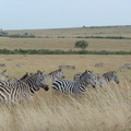 P1020456-zebras