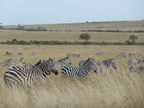 P1020456-zebras