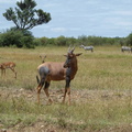 P1020476-topi.jpg