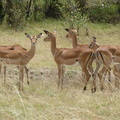 P1020478-impalas
