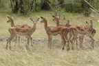 P1020478-impalas