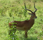 P1020520-impala