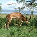 P1020524-impala