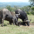P1020538-buffalos