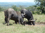 P1020538-buffalos
